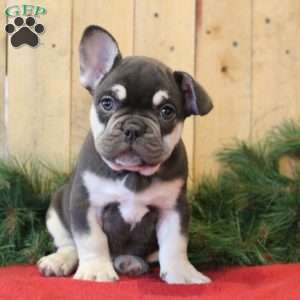 Cupid, Frenchton Puppy